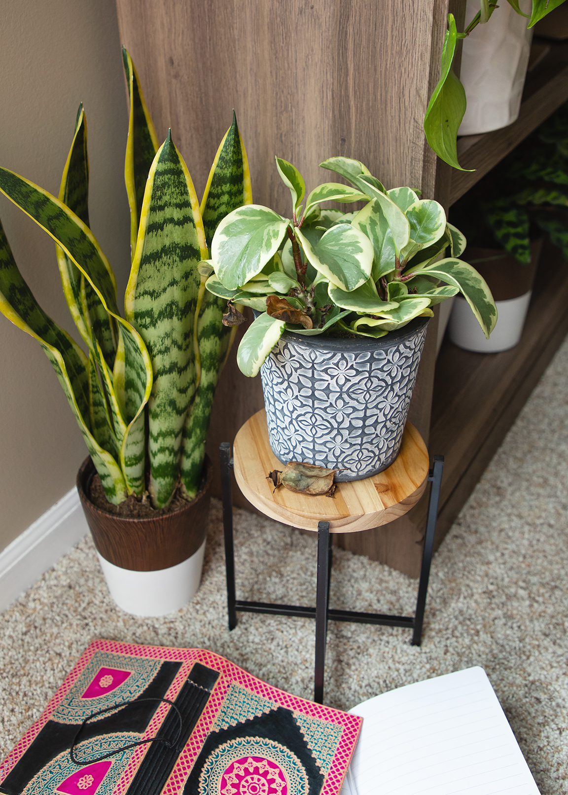 What’s Causing my Plant to Lose Leaves in the Winter?